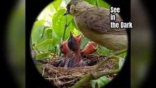 ホンデジ暗視ゴーグル観察